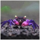 Pack 4 Black   Purple Vampire Crab Freshwater Live Fish Free Shipping