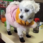 4pcs Anti-slip Dog Socks Boots Indoor Puppy Pet Cat Shoes Booties Paw Protector