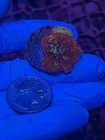 Jawbreaker Mushroom Coral Lps Softy Wyswyg 