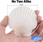20 Pcs Natural Scallop Shells For Crafts  3 Inch White Seashell Decor For Home 