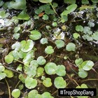 Giant Frogbit Floating Sponge Aquarium Pond Plant 15 Leaves Buy 2 Get 1 Free