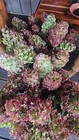 12 Dried Hydrangea Flowers Limelight Burgandy Pinks   Greens Hand Selected