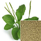 Plantain Powder  Organic  Soap Making Supplies  Natural Colorant 