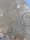 Bl61 Guinea Feathers Body Pelt Skin