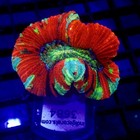 Ultra Trachyphyllia Medium Wysiwyg - Indigo Corals - Ic 3684 - Trachy
