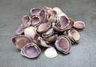 Purple Cay Cay Clam Seashells  approx  Half Cup   -45 Shells 0 75  Inches 