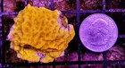 Wysiwyg 24k Gold Leptoseris Sps - Live Coral Frag - Free Shipping