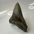 Megalodon Shark Tooth 4 95 Inch - Colorful - Serrated Fossil - Authentic 20639