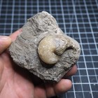 Aturia Sp  Nautilus Ammonite  Fossil Eocene Lot Mollusk