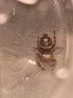Phidippis Regius  Regal Jumping Spiders Mixed Sexes  Instar 5  Eating Ff mm 