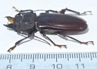 Ts- 1508 Cerambicidae