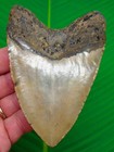 Megalodon Shark Tooth - Upper Anterior 4 45    Real Fossil Sharks Teeth