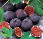 Olympian Fig   Ficus Carica   - Live Plant -   1 Qt  