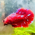 Purple Red Koi Galaxy Plakat - Male Betta  011