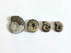 Pyritized Metallic Ammonite From Russia Several Sizes Sold As Lot