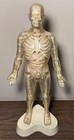 Vintage Circa 1959 American The Visible Man Plastic Scientific Anatomical Model