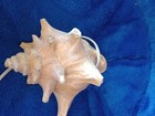 Vintage Conch Shell Seashell Table Lamp Ambient Night Light Nautical Ocean 