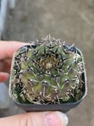 3pcs Gymnocalycium Bodenbenderi Plants Garden Decoration Beautiful  Plants 3-5cm