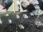 Group Of Polar Blue And White Parrot Cichlid Free 2 Day Shipping