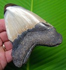 4 12    Megalodon Shark Tooth Real Fossil No Restorations Sharks Teeth
