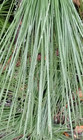 Fresh Green Long Leaf Pine Needles For Basket Weaving 32oz Per Bundle