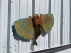 18  Flying Gurnard Two Sided Fish Mount Replica - In Stock   Ready To Ship