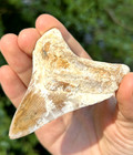 Indonesian Megalodon Shark Tooth 3 24  Fossil Authentic Not Restored  indo-163 