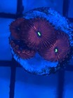 10 Pack Zoanthid Frag Pack Free Shipping