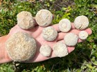 Boracho Formation Fossil Echinoids Lot Globator Phymosoma Etc Sea Urchin Texas