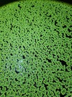 50  Fairy Moss  azolla Filiculoides  - Aquatic Floating Freshwater Pond Plant