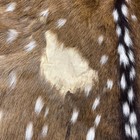 Tanned Axis Deer Skin Leather Chital Hide Rug 
