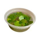 Amazon Frogbit Aquarium Freshwater Live Plants