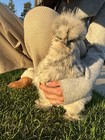3 Fertilized Show Quality Silkie Chicken Hatching Eggs