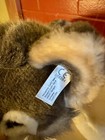 Steiff Snorry Gray Wolf 32cm Grau weiss Sitting Plush  069246 Stuffed Animal Nwt