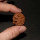 Meta Sequoia Pine Cone Fossil - Hell Creek Formation Cretaceous  - Wonderful