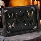 Real Framed Butterfly Taxidermy Collection - Set Of 5 In Shadow Box Display - Na