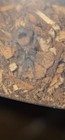 Curly Hair Tatantula Slings