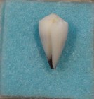 Conus Musicus 16mm Ranginoa 200 Miles Ne Of Tahiti On Coral Outer Reef