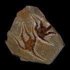 2 Two  Brittlestar Ophiura Sp Starfish Fossil Ordovician Age Morocco Coa