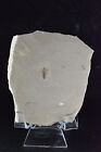 Feather Fossil  Green River Formation  Bonanza  Utah