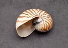 Natural Nautilus Seashell Center Sliced Set  1 Shell Set Approx  4  Inches 