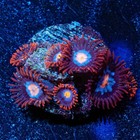Zoanthid Coral Frag Pack     Live Saltwater Corals   3 To 12 Reef Safe Frags