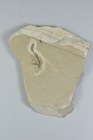 Feather Fossil  Green River Formation  Bonanza  Utah