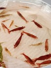10-20  Mix Color Neocaridina-live Freshwater Shrimp  young-adult  Tank Cleaners