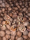 20 Lbs 2025 Organic South Carolina Shellbark Hickory Nuts 
