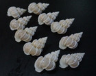 Epitonium Scalare 40-44 Mm F     Set Of 10  Pcs Angelic Wentletrap