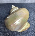 Large Pearl Turbo Marmoratus Sea Shell - Mother Of Pearl Seashell 5 5 
