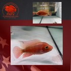 Super Red Monkey- Female Flowerhorn Fish     Premium Quality     Live Aquarium