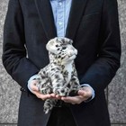 Hansa Snow Leopard Cub Plush 18cm Bh6356 Japan Exclusive Realistic Animal Toy