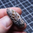 39mm Equicalastrobus Sp  Pine Cone Seed Chalcedony Fossil Plant Eocene 50
